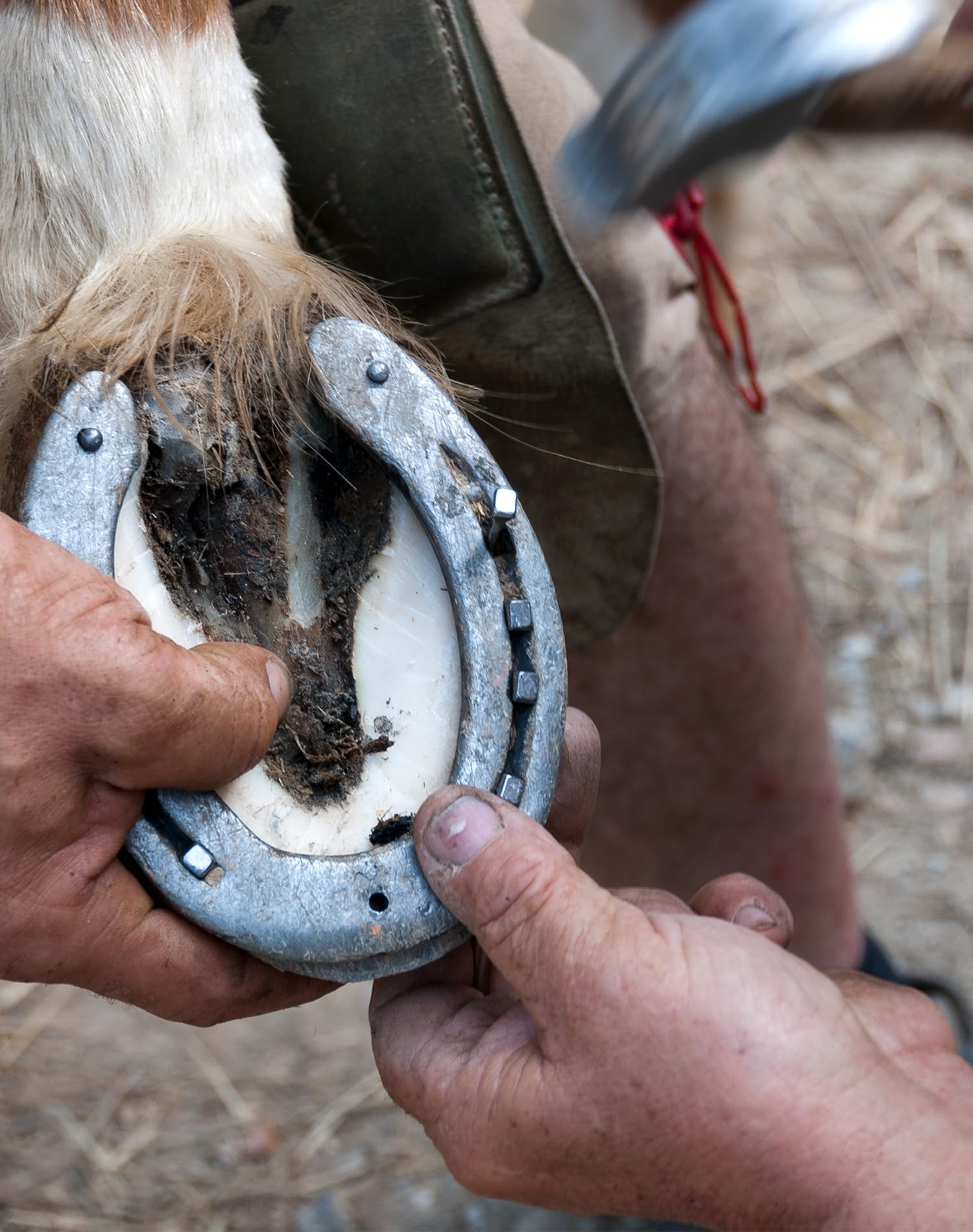Zoccolo Del Cavallo E Del Ferro Di Cavallo Dopo La Calzatura Nella Stalla Image74501073 - Foto 3