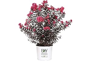 Proven Winner Pink Center Stage Crape Myrtle Tree