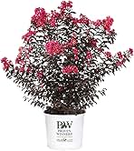 2 Gallon Proven Winners Center Stage Pink Crape Myrtle