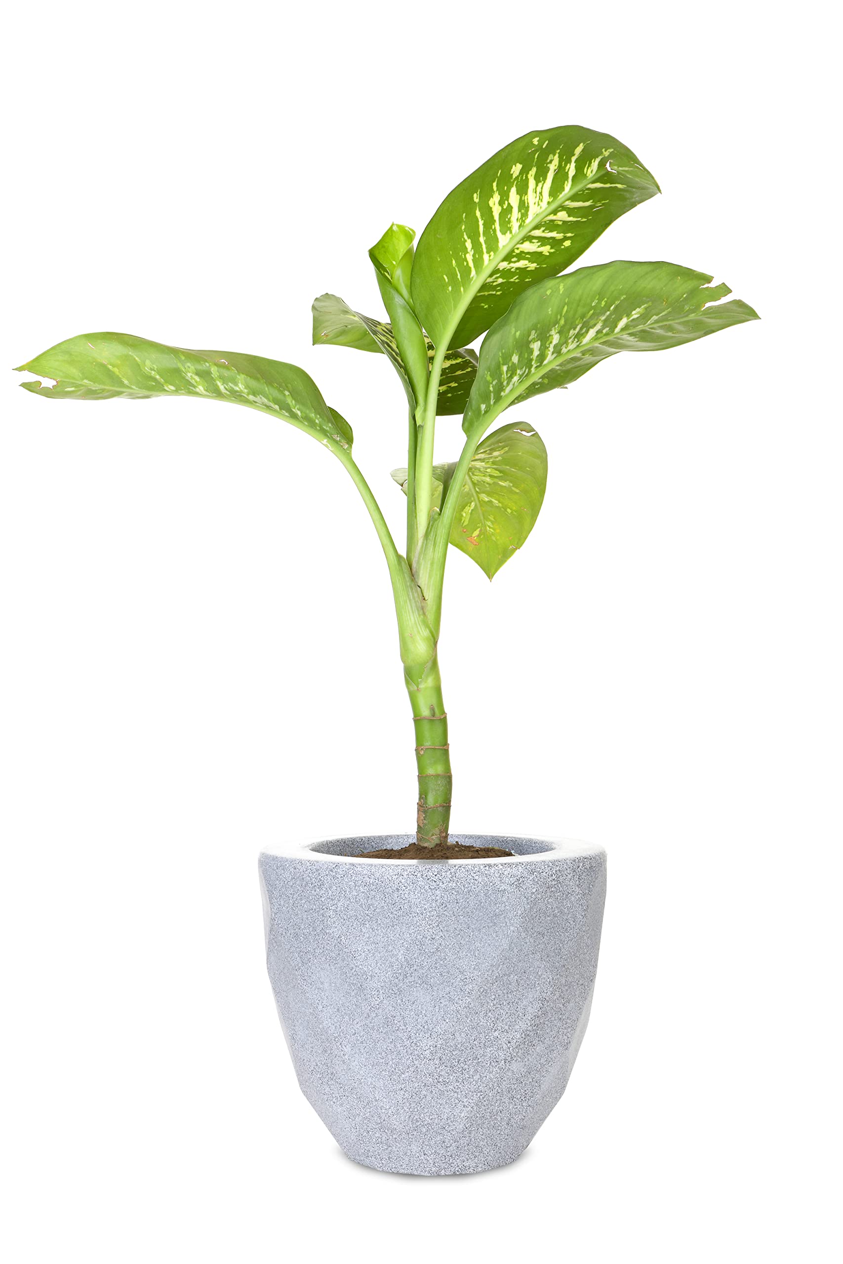 See full amazon price history chart for BLUME 9 Inch VAZ Small Planter for Home & Balcony Décor, Gardening Planters, Decorative, Pretty Plastic Pot for Your Perfect Space, Modern Flower Pots for Indoor/Outdoor Use (Light Grey Stone) BLUME 9 Inch VAZ Small Planter for Home & Balcony Décor, Gardening Planters, Decorative, Pretty Plastic Pot for Your Perfect Space, Modern Flower Pots for Indoor/Outdoor Use (Light Grey Stone) (B09ZLML971) Amazon Price History, Amazon Price Tracker