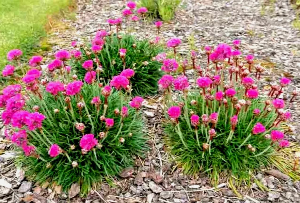 1 Pack of 80 SEEEDS Thrift/Sea Pink Armeria maritima splendens