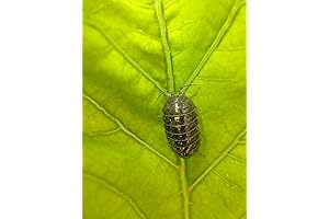 Rollie Polie Bundle: A Lively 25-Pack of Rolie Polies