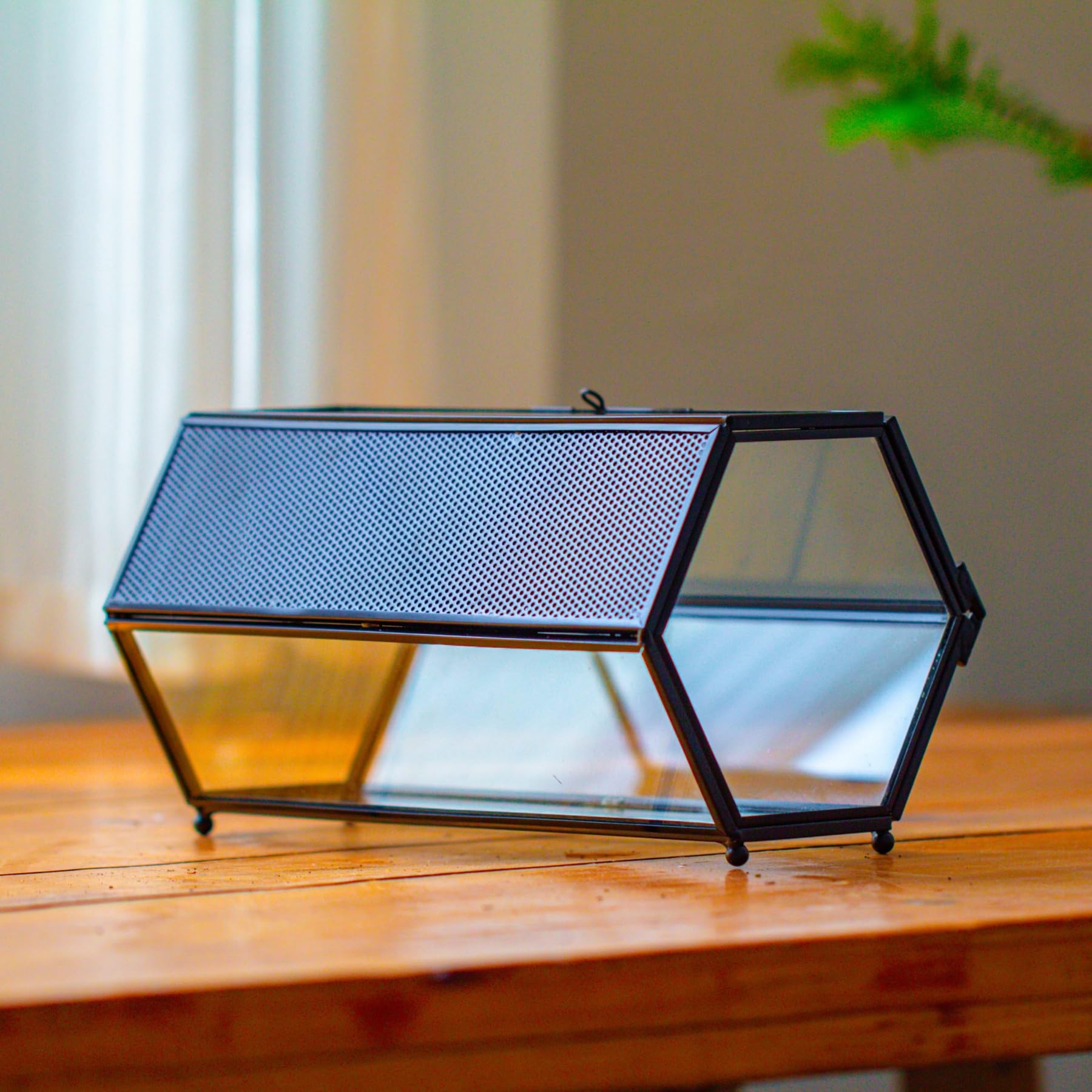 NCYP 20x11,5x10 cm Mini terrario de Cristal con Malla y Puerta para arañas saltadoras, hábitat de Insectos pequeños, terrario de suculentas en Forma Hexagonal (Solo terrario, sin Plantas)