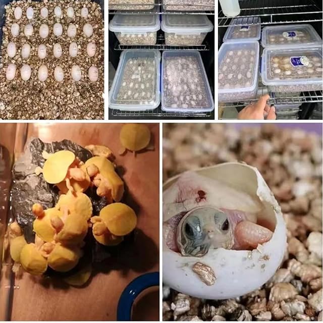 Foto 8 de 8 de Hggdsac Incubadora 5°-60°C, 48L Incubadoras automáticas, Tipo gabinete, para Reptiles pequeños