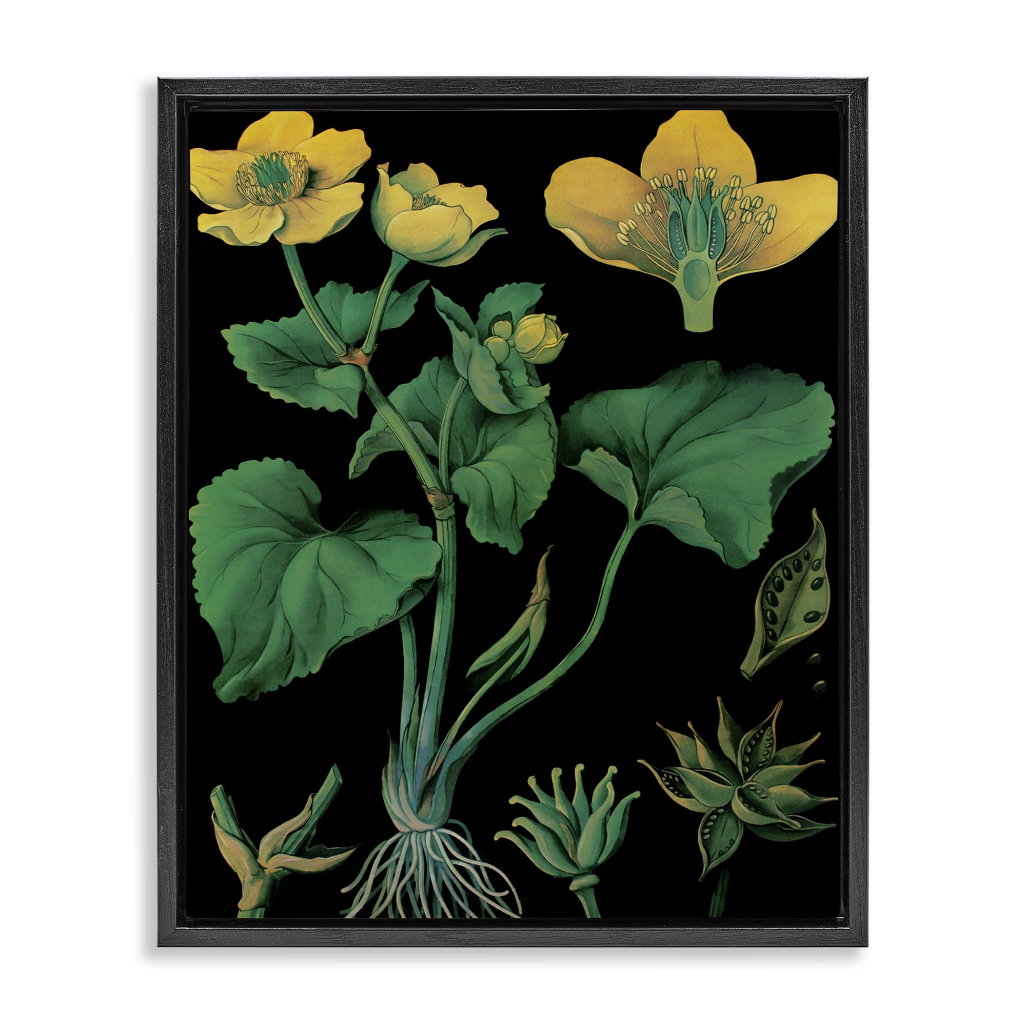 Stupell Industries Marsh Marigold Botanical Study Marsh Marigold Botanical, 24 X 30 Inch Canvas In Floater Frame