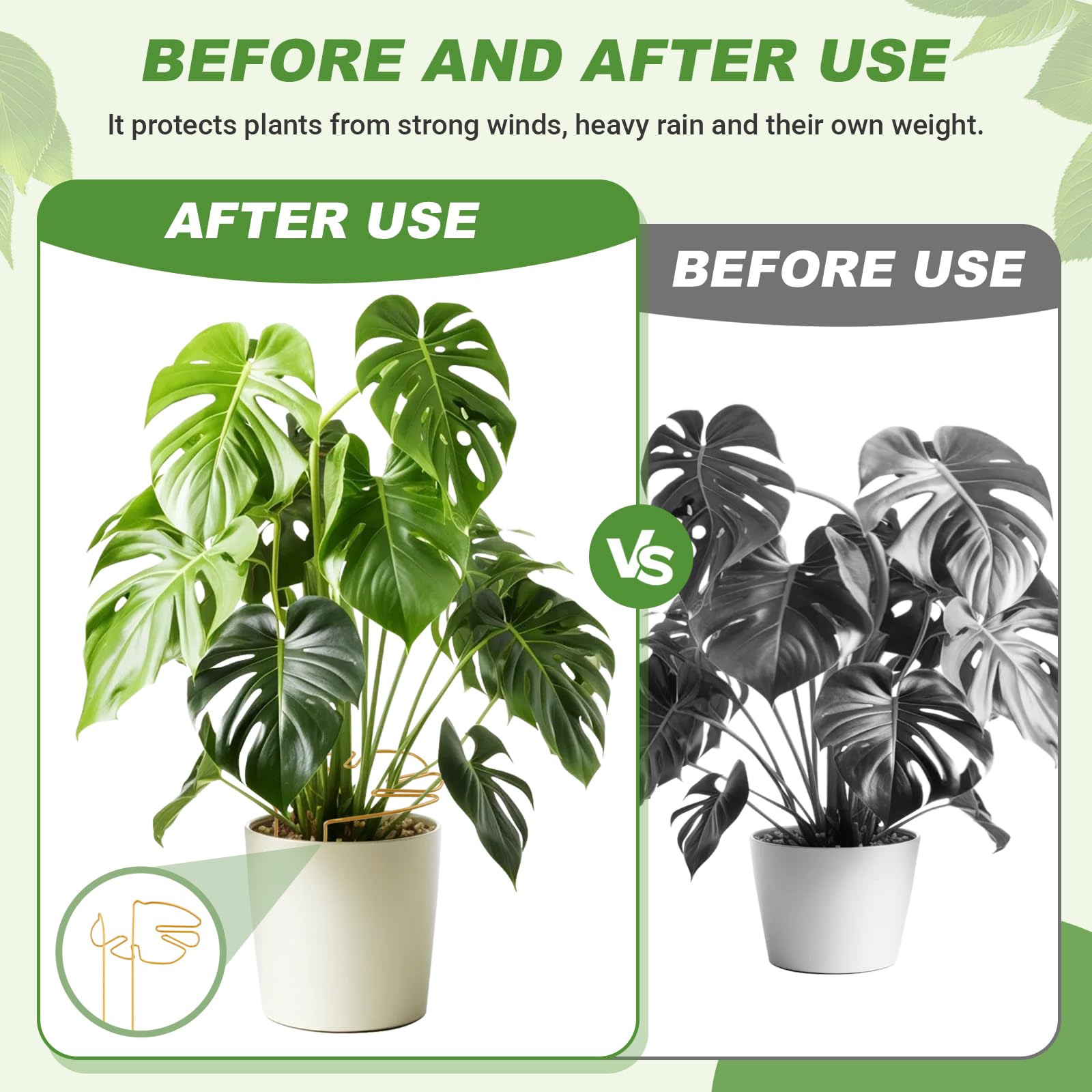monstera pflanzen Monstera Deliciosa | Kaufen Sie seltene Pflanzen online
