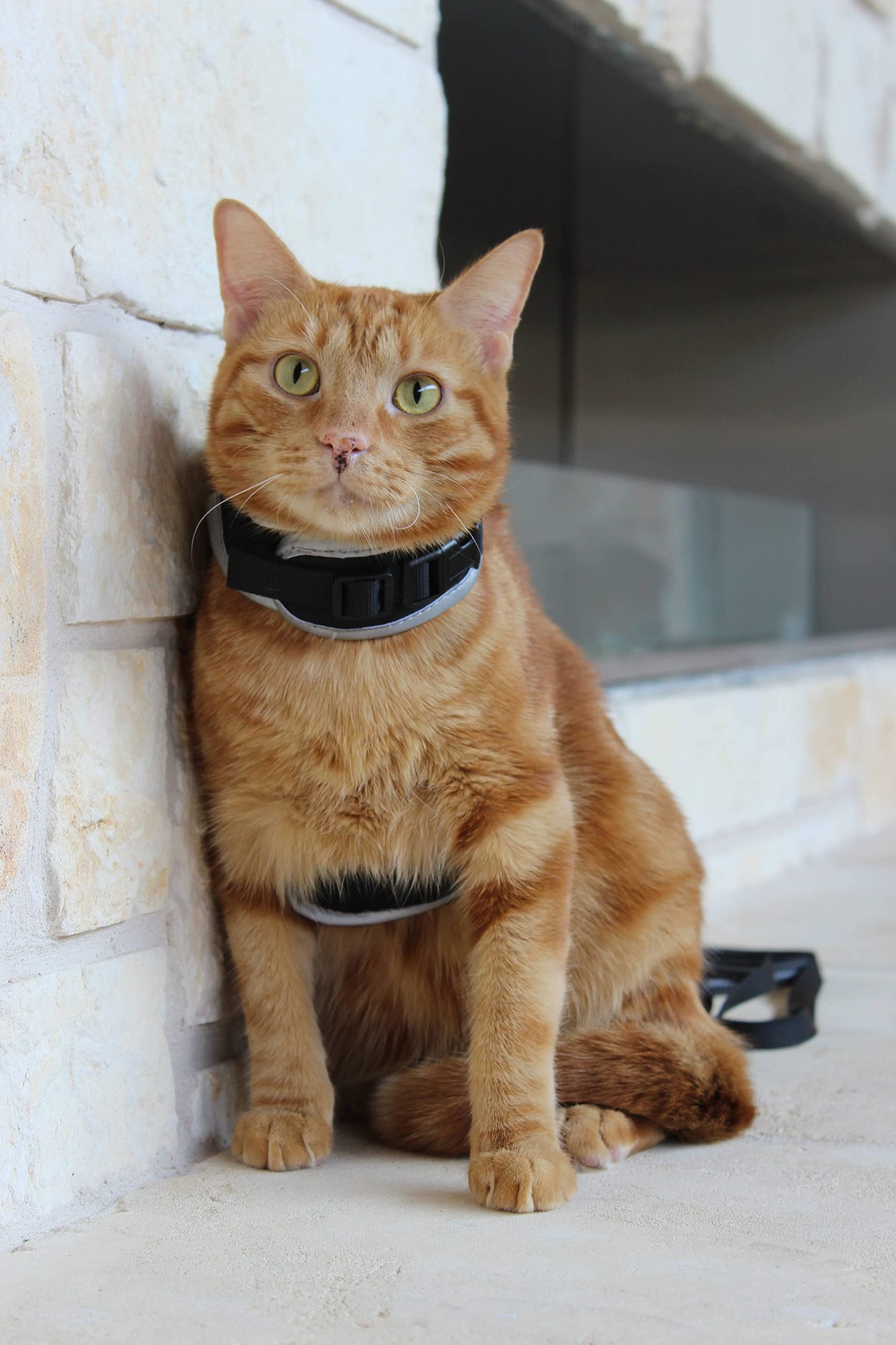 TRAVEL CAT Pet Harness