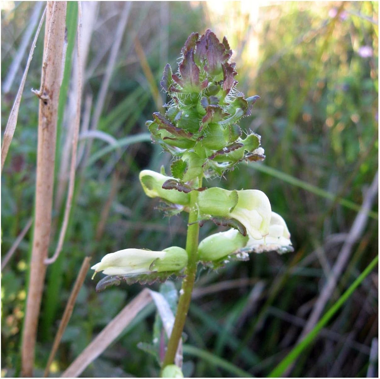 Everwilde Farms - 1 Oz Marsh Betony Native Wildflower Seeds - Gold Vault