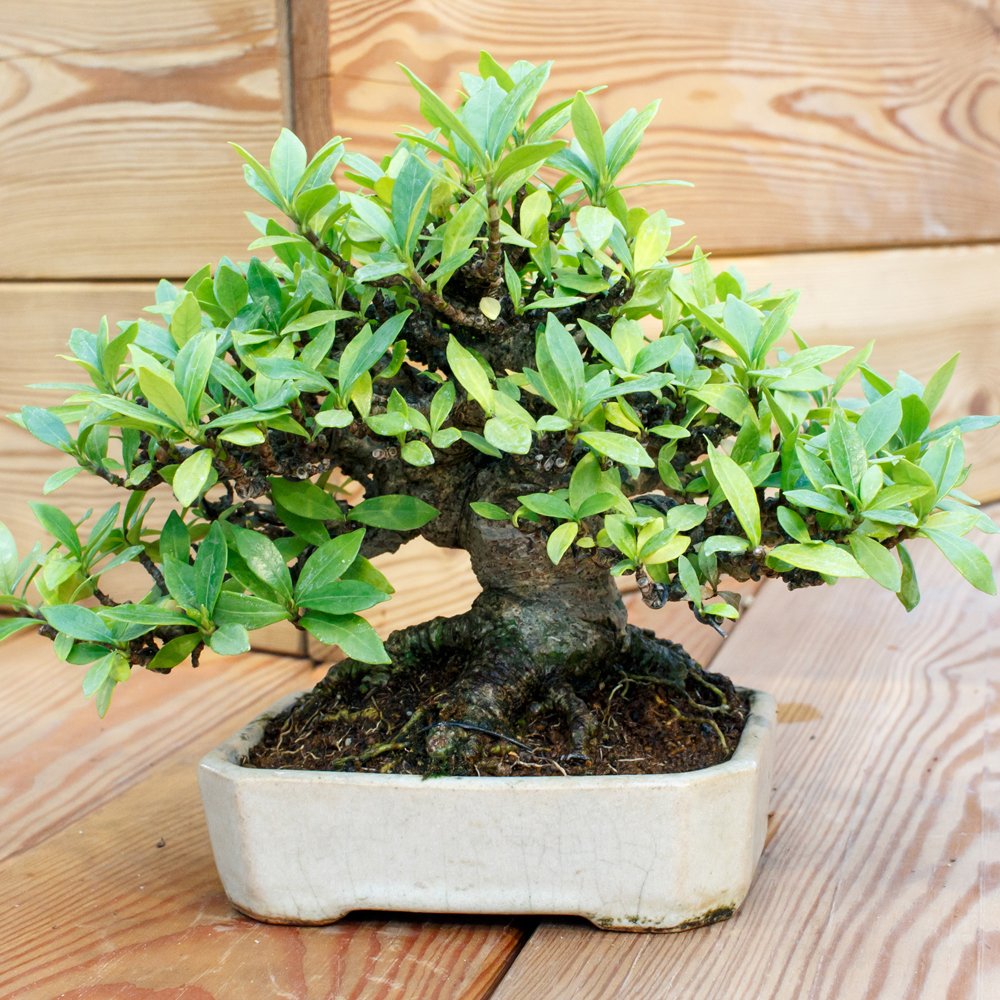 Grow Your Own Indoor Bonsai Tree Ceramic Pot House Plant | Desertcart Fiji