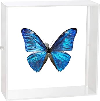 Amazon.co.jp: 蝶の標本 アドニスモルフォ Morpho adonis モルフォ