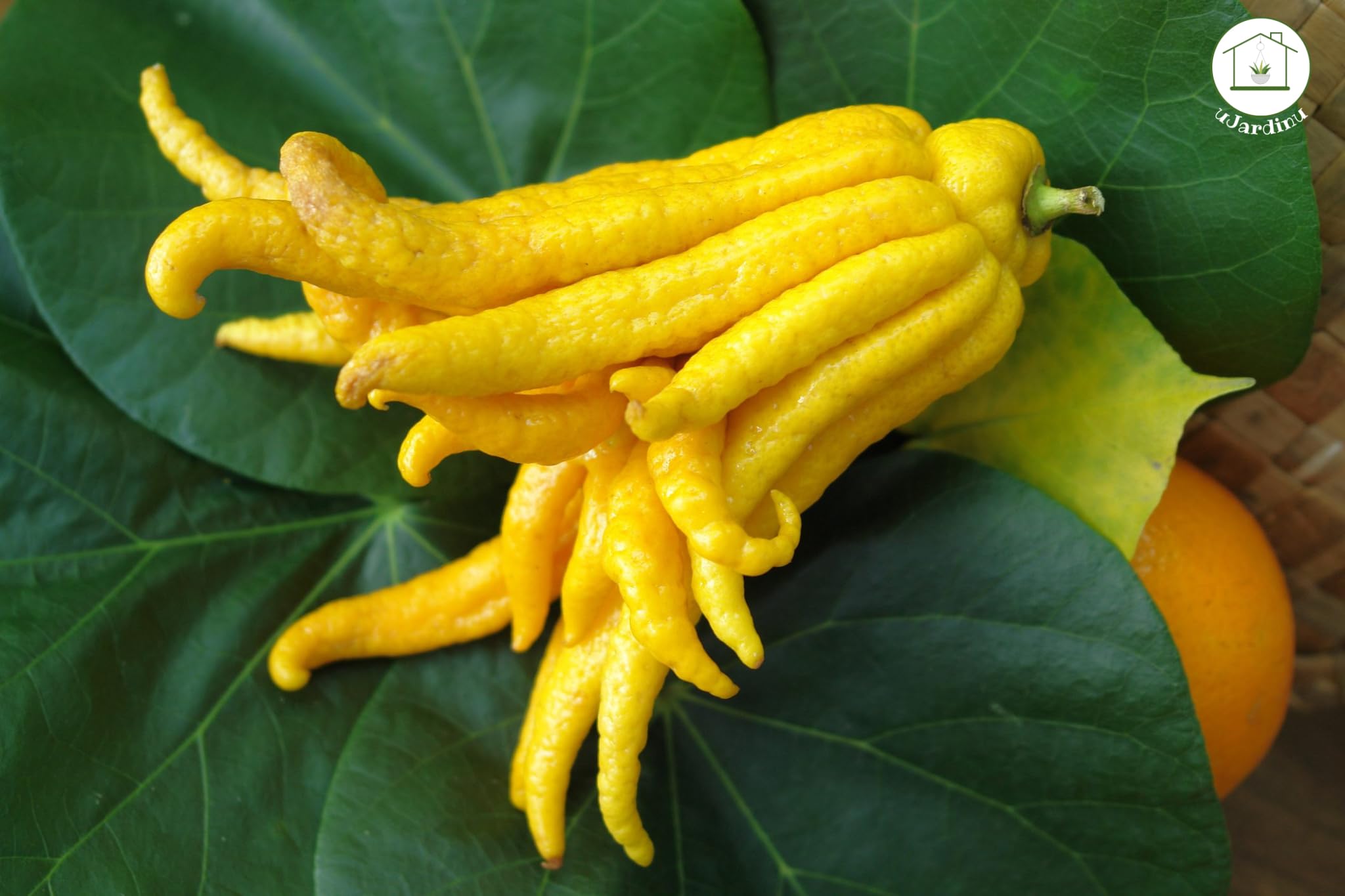 Cedro Mano di Buddha in Vaso Ø20 cm – Agrume Esotico e Ornamentale – Prodotto in Sicilia dal Vivaio uJardinu – Pianta da Esterno e Terrazzo