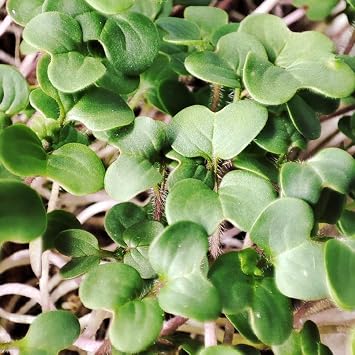 Organic White Mustard Microgreen Seeds (50g)