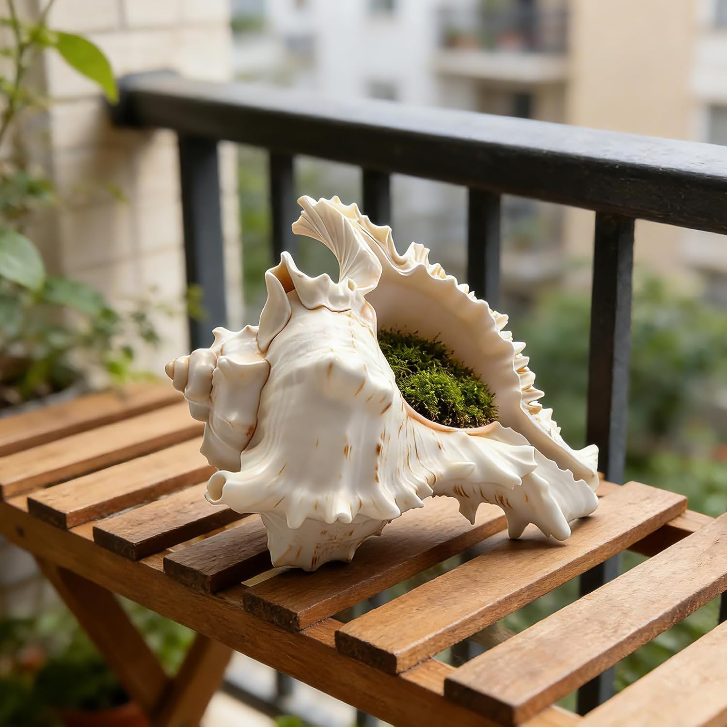 6 Pack Conch Shells, 4‘’ to 5‘’ Natural Conch Shell for Fish Tank, Aquarium Decorations, DIY Crafts, Air Plant Holders (6 Pack)