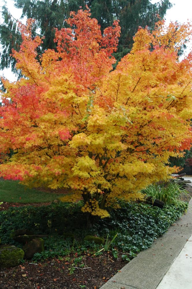 Acero rosso giapponese "Acero palmatum Sango Kaku" pianta in vaso ø18 cm h. 80/100 cm Vivaio di Castelletto