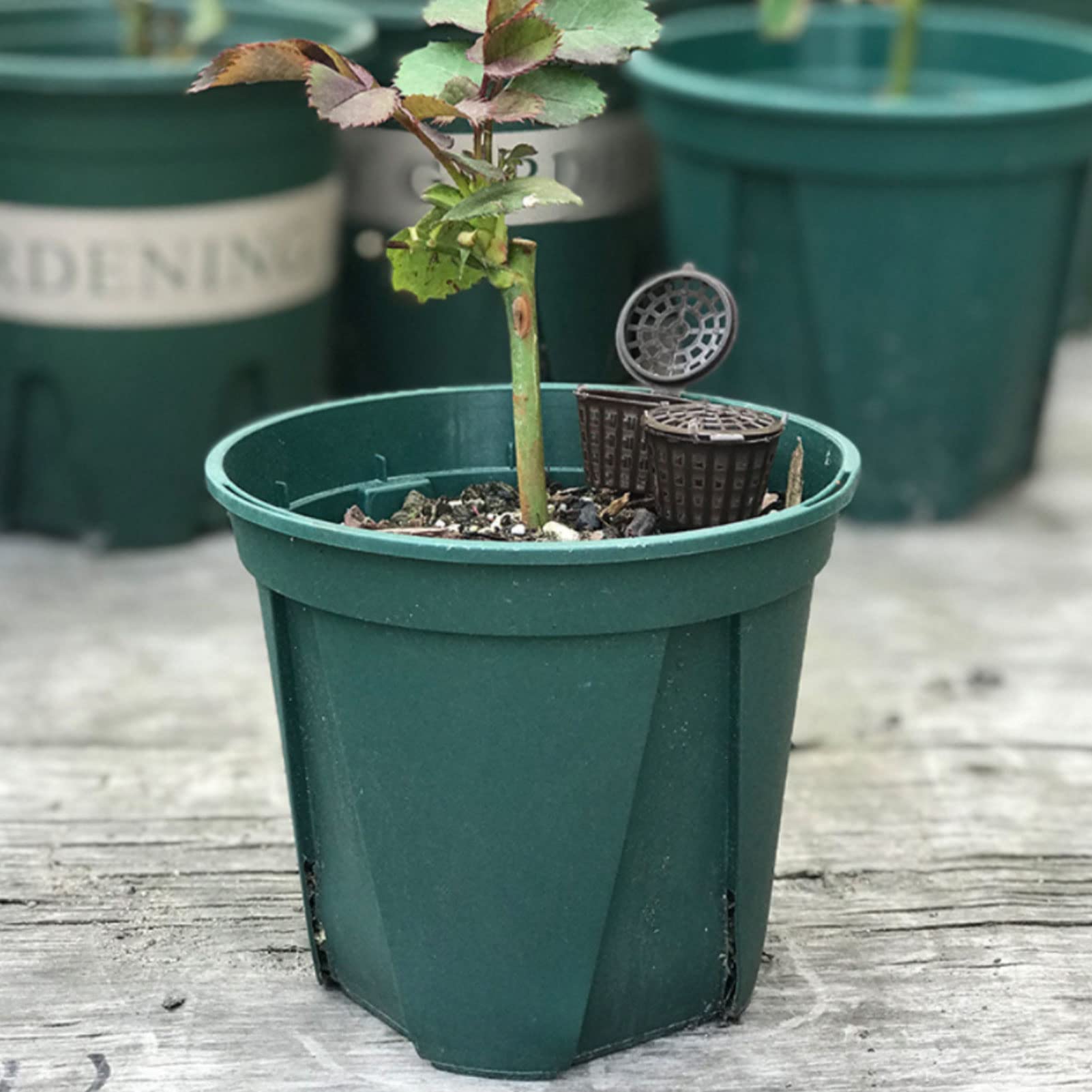50 Piezas Cesta de Fertilizantes BonsáIs de PláStico, Cesta de Fertilizante PortáTil con Tapa Cultivo Fertilizante Caja de Contenedores Herramienta de Bonsai PortáTil para Flor de Planta
