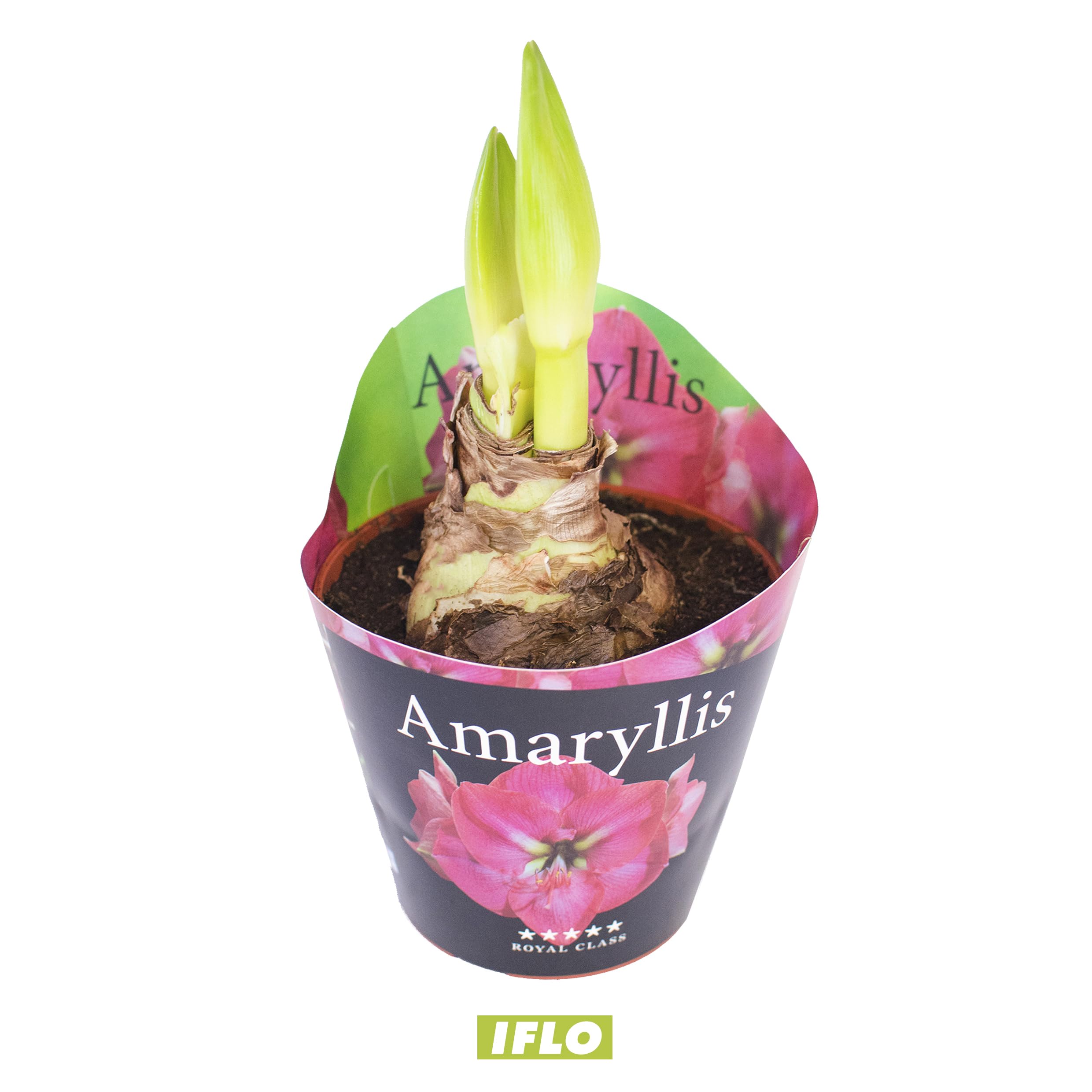 Amaryllis Hippeastrum Echte Pflanze im Topf - Bunte Sets - Eingepflanzte  Amaryllis Blumenzwiebeln, tolle Blhpflanze Zimmerpflanze winterhart Blumen  Amarillis (3 Mix Rot,Wei,Rosa) : Amazon.de: Garten