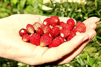 Amazon.com : Sweet Wild Strawberry Seeds for Planting Fragaria Amazon.com : Sweet Wild Strawberry Seeds for Planting Fragaria