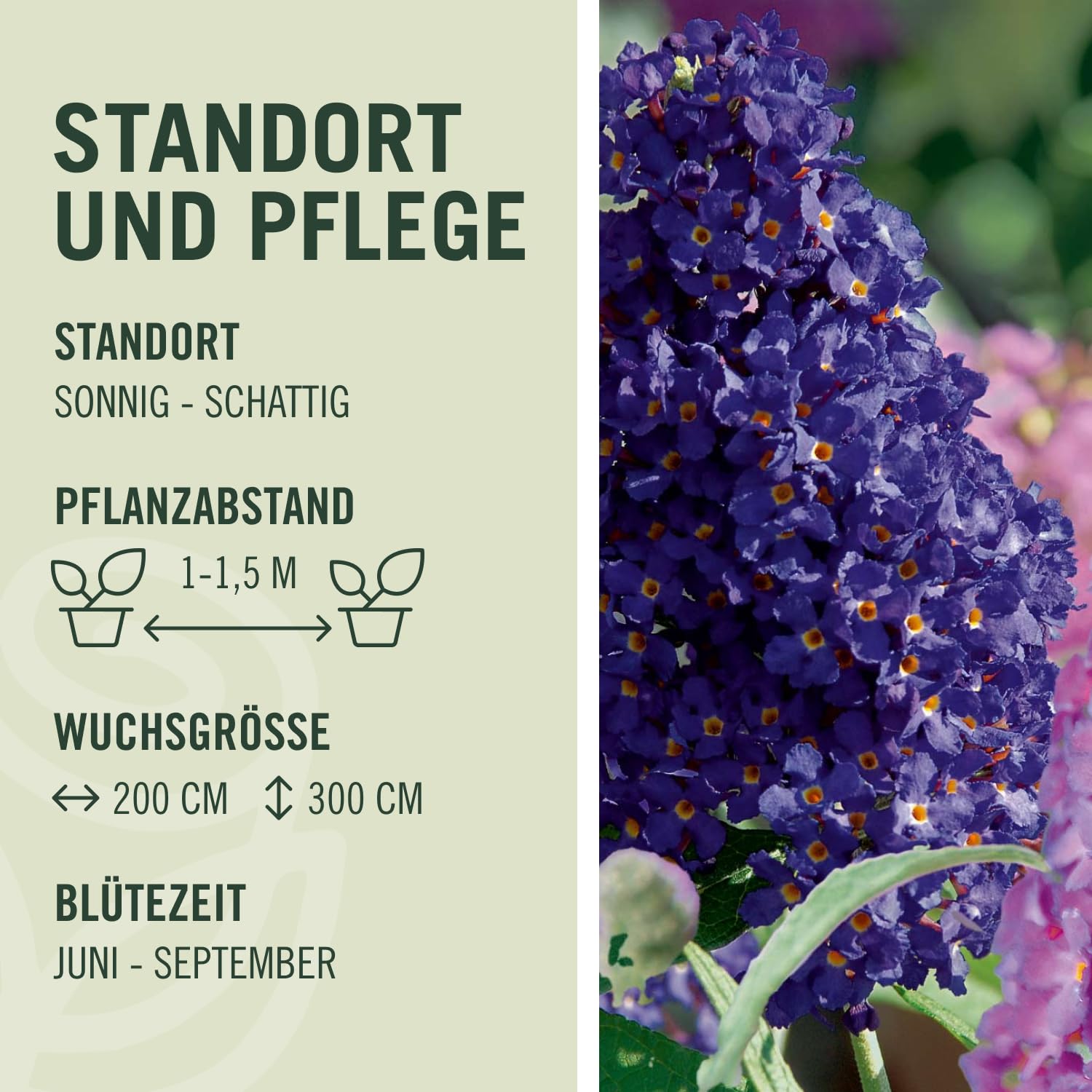 Drei-Farben-Sommerflieder 'Tricolor' (Buddleja Davidii) - Drei Farben Flieder in einem Topf von Garten Schlüter