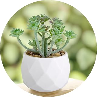 Fake Succulent Plant Artificial Succulent Plants for Desk Realistic Faux Succulents in Plastic Pots Mini Colorful Succulent Decor for Bedroom Bathroom Office Shelf Decor (Green C)