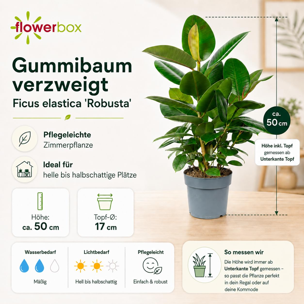 Gummibaum verzweigt - pflegeleichte Zimmerpflanze, Ficus elastica 'Robusta' - Höhe ca. 50 cm, Topf-Ø 17 cm