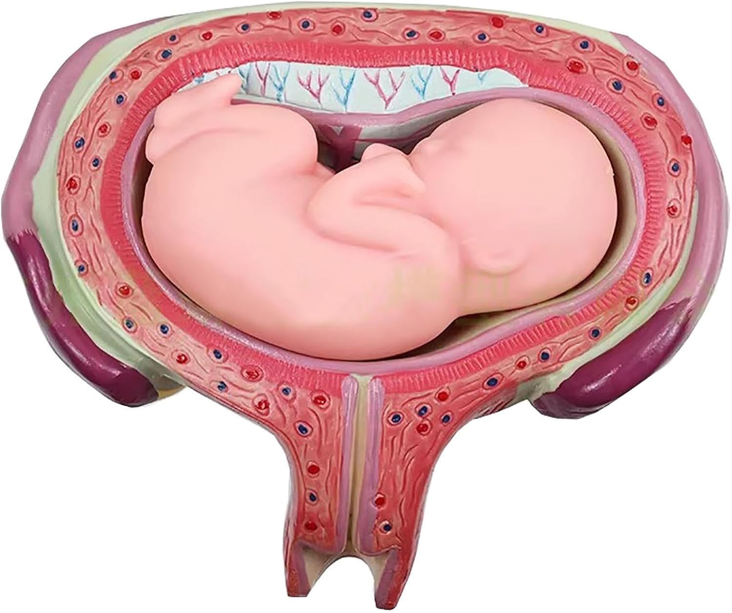 Modello di sviluppo fetale umano, modelli di anatomia 1:1 per l'educazione, serie di laboratorio embrionale, set di 8 strumenti educativi anatomici per scuola e studio