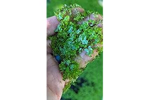 500+ Live Duckweed Grown in Hawaii for Fish, Koi, and Chickens