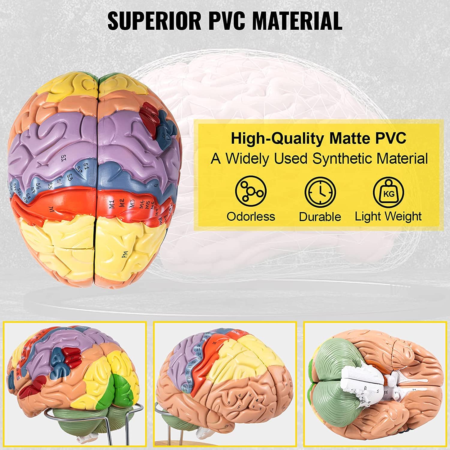 Strumenti educativi, Modello anatomico del Cervello Umano a grandezza Naturale 2X con Etichette in 4 Parti l'apprendimento della Scienza, Modello Medico Lo Studio in Classe, 9 Colori identificare
