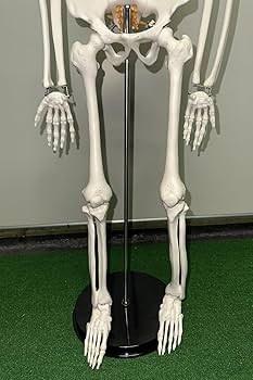 骨格模型パーツセット 楽天市場】【国際規格認証品】等身大 人体模型 170cm 神経根有り 全身