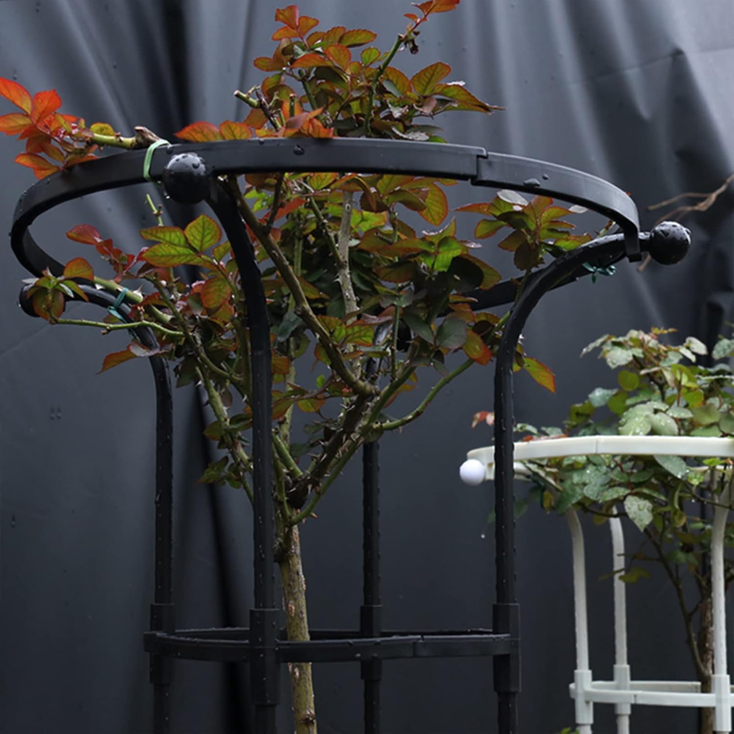 Garden Obelisk Trellis for Climbing Plants Outdoor and Indoor Trellis for Potted Plants, Vertical Metal Umbrella Trellis Tower with PE Coated, Garden Obelisk Trellis for Potted Rose(Black 185*25cm )