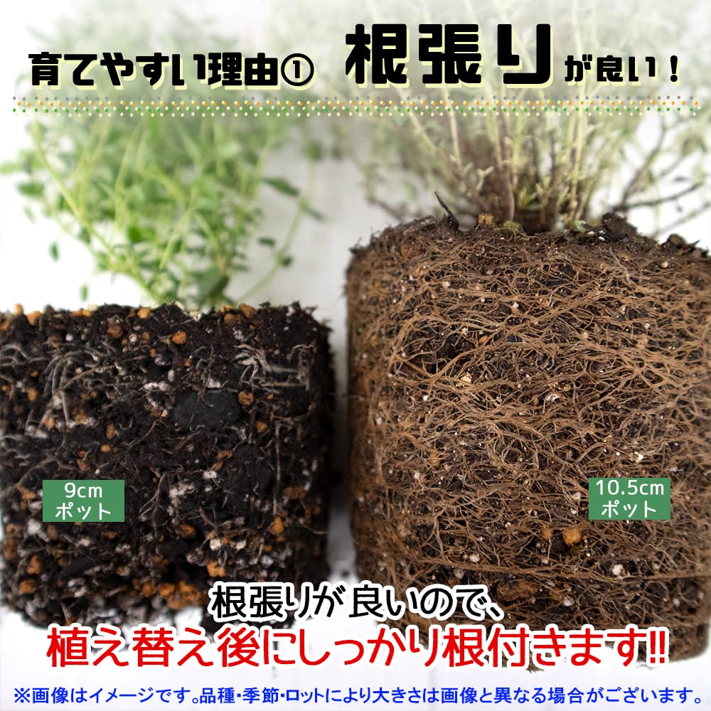 Amazon.co.jp: ITANSE ハーブ苗 タイショウガ 3.5号 4個セット