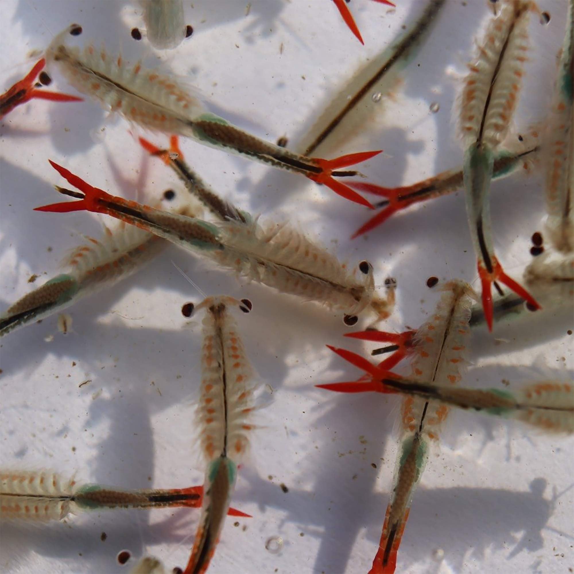Hounen Fairy Shrimp (Cysts 1,000,000 Eggs - 6g.)