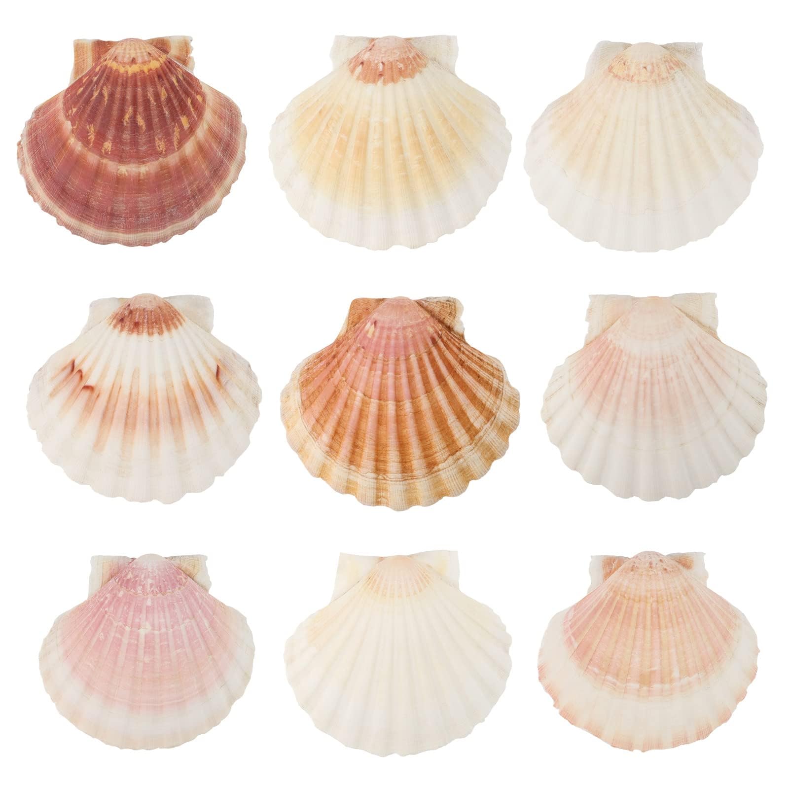 GEFIRE 10 Pcs de Gran Tamaño Alrededor de 10-12 cm Conchas de Mar Decoracion Concha Vieira Natural Concha Vieira Bolsillo Decoración de Cocina Artesanía Plato de Aperitivo Decoración de Aperitivos