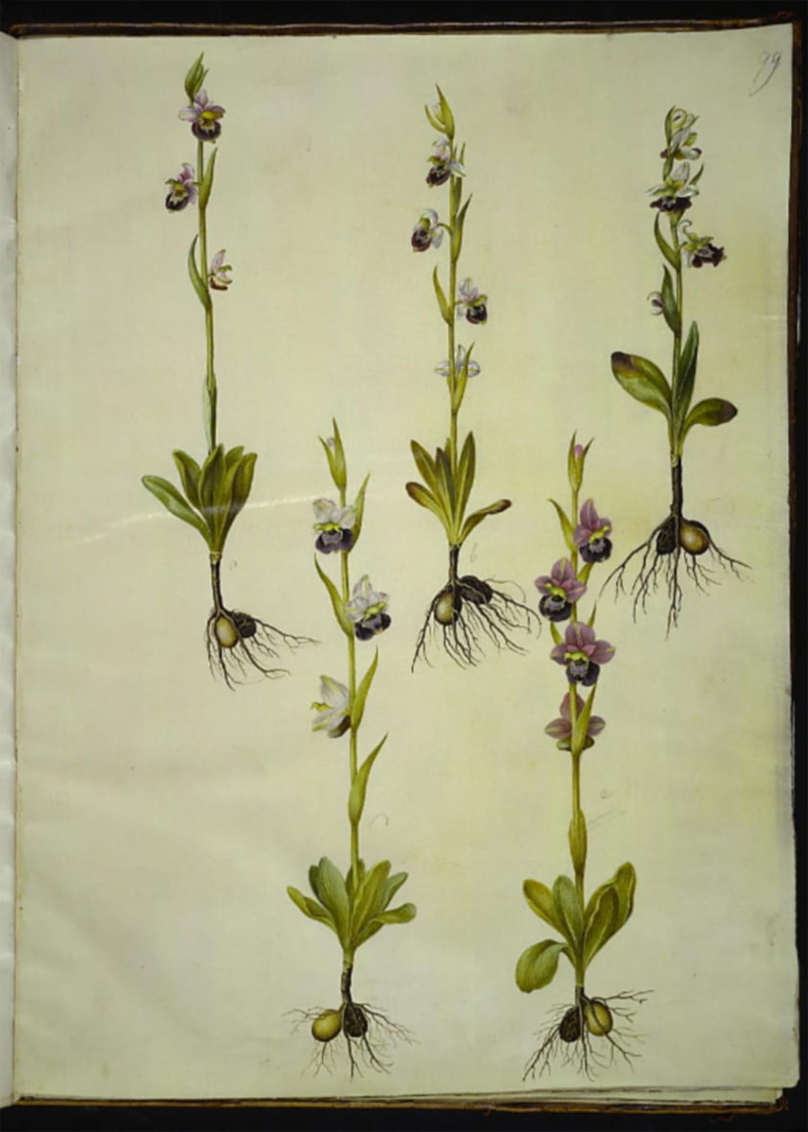 Impression sur toile Ophrys Fuciflora 60x90cm de Hans Simon Holtzbecker pour salon