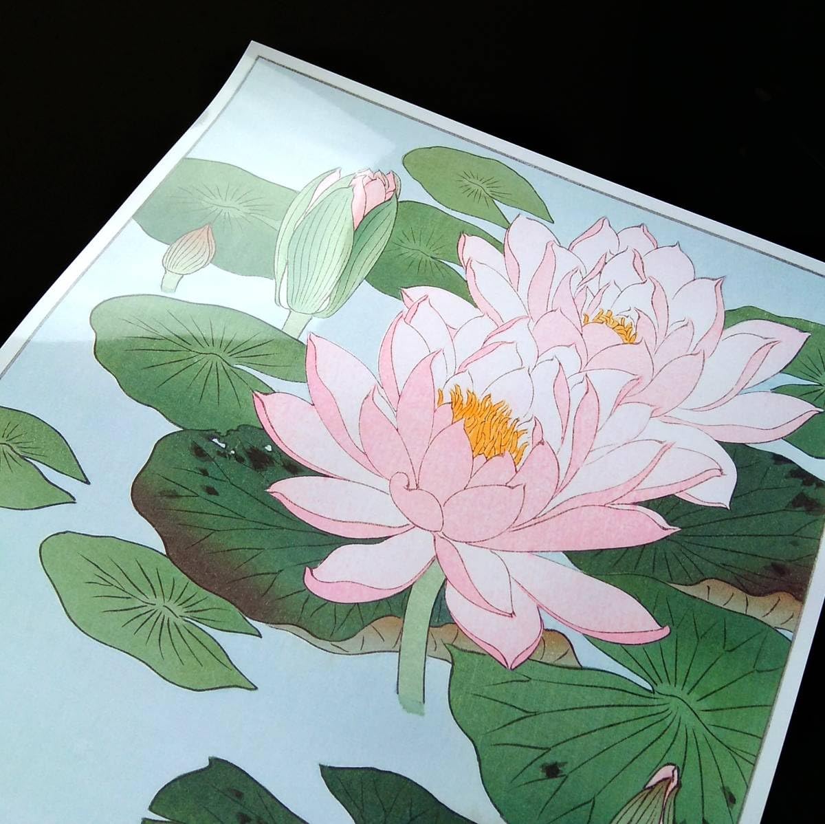 Amazon.co.jp: 小原古邨『睡蓮』浮世絵 アート 沢 ポスター A3 バー