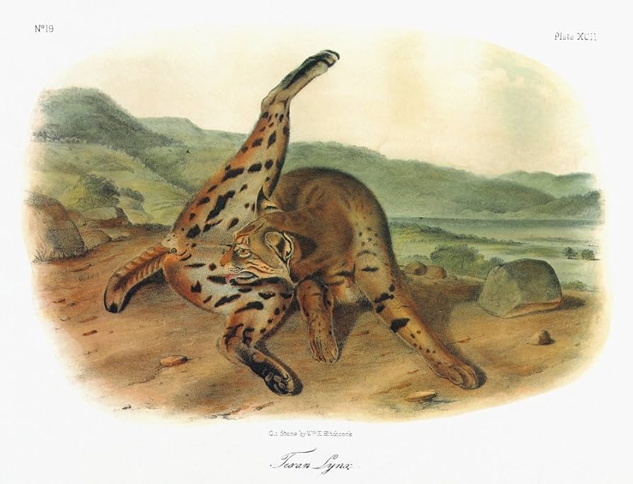 Amazon.com: Audubon Bobcat Na Female Texas Bobcat Or Spotted