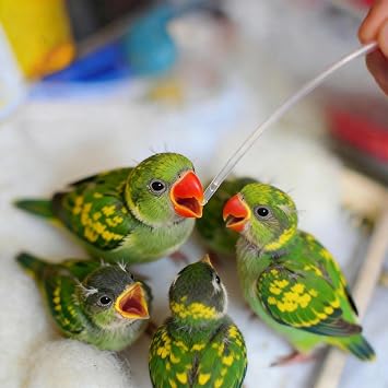 5PCS Transparent Bird Feeding Tubes Kit - Fast Hand Feeder for Baby Parrots & Pet Birds, Milk/Water Feeding Hose Tool for Young Bird Care
