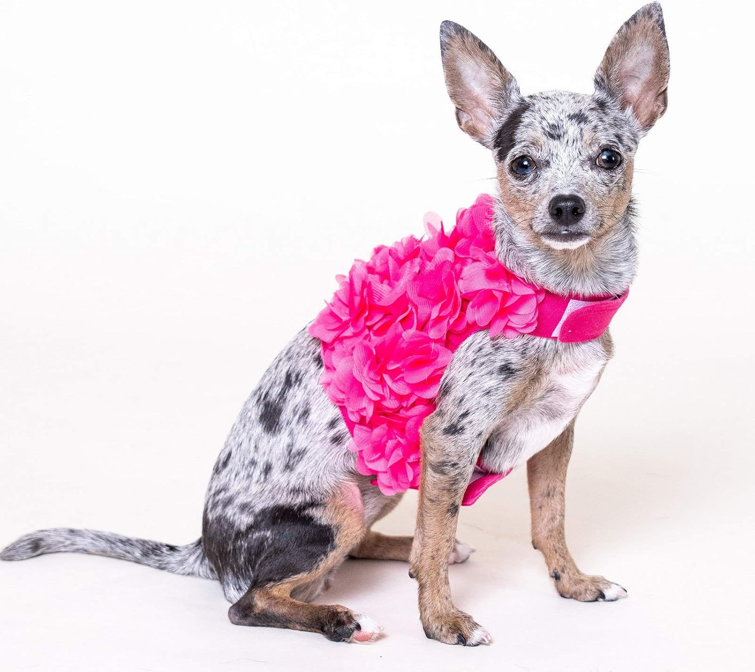 Dashin' Dogz Floral Bright Pink Dog Harness and Matching Leash Set for XSmall and Small Breeds Stylish, Cute, Soft and Comfortable