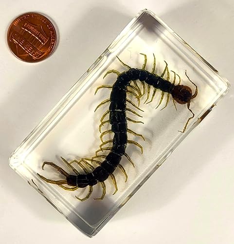 Miniatura 222 de Escarabajo de algodoncillo azul cobalto real de 1.732 in en espécimen de resina de lucita cristalina, insectos, insectos preservados, colección