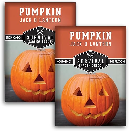 Survival Garden Seeds - Semilla de calabaza Jack-O-Lantern para plantar - 2 paquetes con instrucciones para plantar y cultivar calabazas talladas de