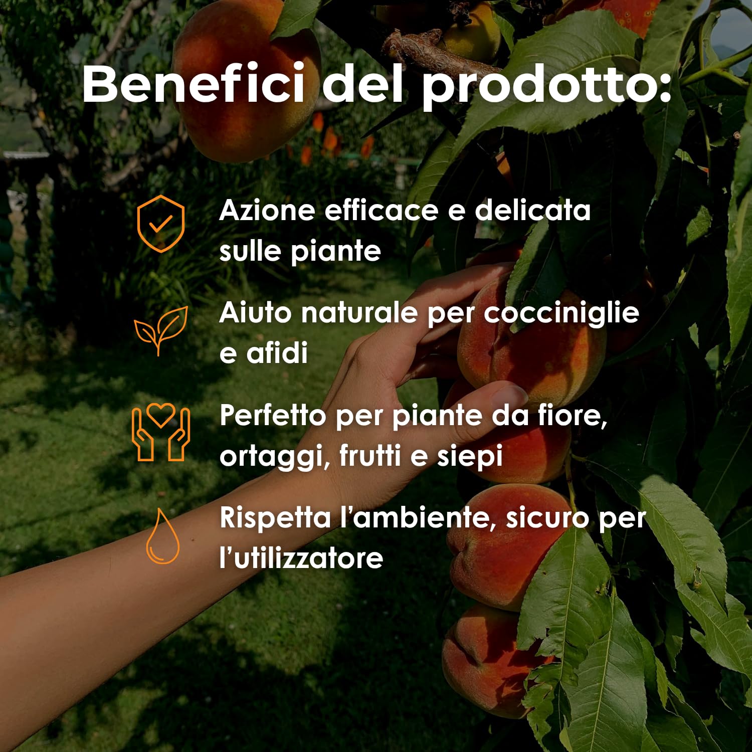 VEGETOL® olio bianco vegetale per insetti parassiti (afidi-cocciniglie) corroborante liquido COLTIVAZIONE BIOLOGICA DI ALTA QUALITÀ (1 Kg)