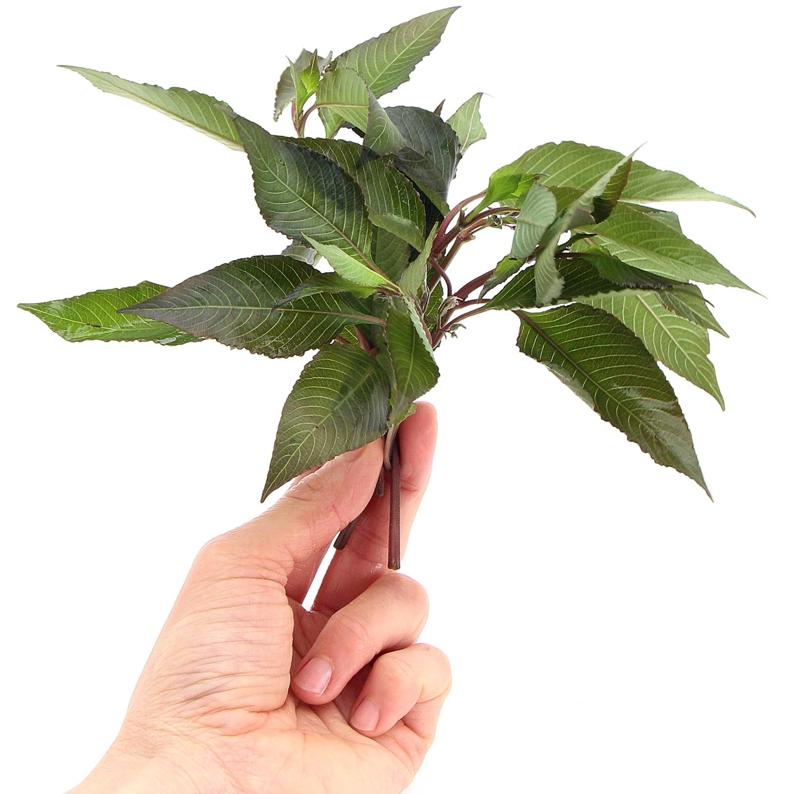 Hygrophila Corymbosa Loose Plants for Freshwater Tropical Aquarium Tank K2aqua