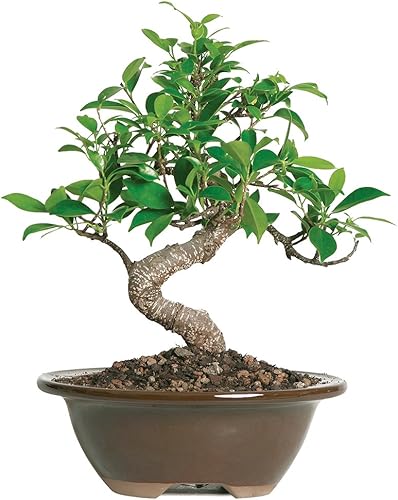 Brussel's Bonsai, Bonsai de Ficus Golden Gate