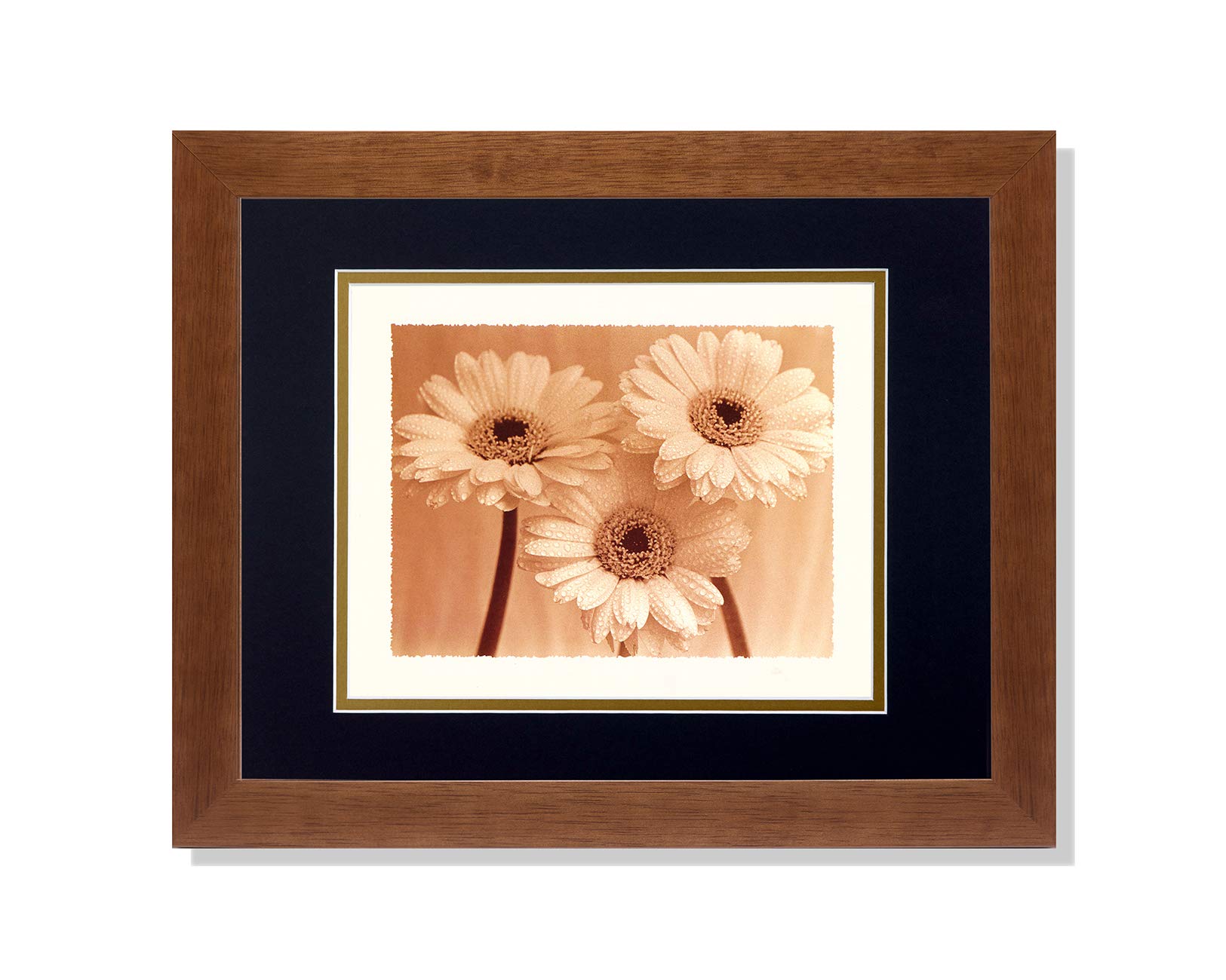 Art Prints Inc Rain Drops on Three Daisy Flowers Close Up Photo B/G Matted Picture Honey Framed