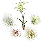 Shop Succulents | Assorted Collection of Live Air Plants, Hand Selected Variety Pack of Air Succulents | Collection of 6