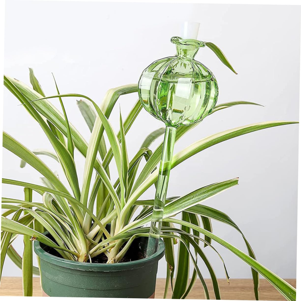 Globe D'arrosage Cactus en Verre Transparent, Arrosage Automatique
