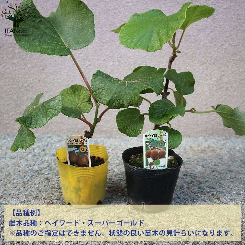 超希少品種 weihai青皮 取り木 苗木 超希少品種 weihai青皮 取り木 超希少品種 weihai青皮 取り木 苗木 超希少品種 weihai青皮 取り木