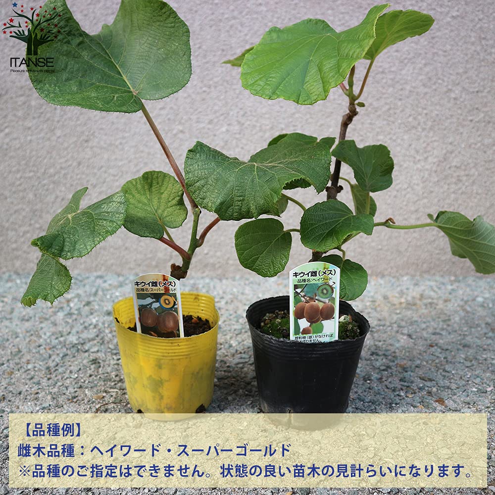 Amazon.co.jp: 美味しいキウイの苗木 雌木2本セット【品種で選べる果樹