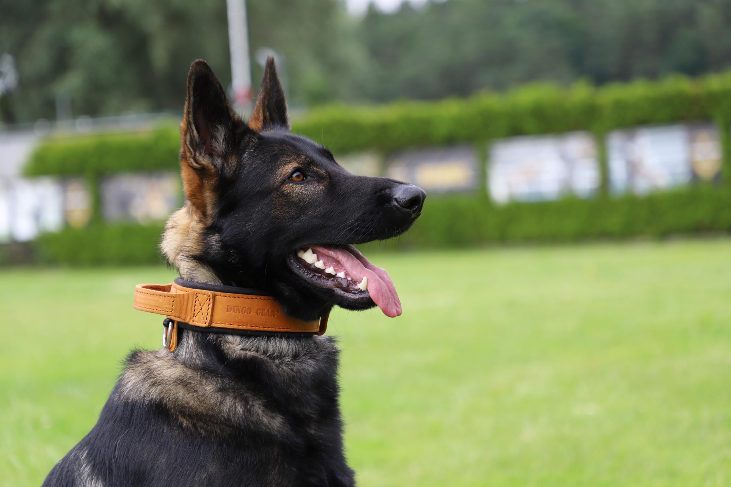 Dingo Gear Collar para Perro Drago de Cuero, Amortiguado con Asa Ancha y Fuerte, Hecho a Mano, Circunferencia del Cuello 40-48 cm, para Entrenamiento y Paseos, Marrón (S03910)