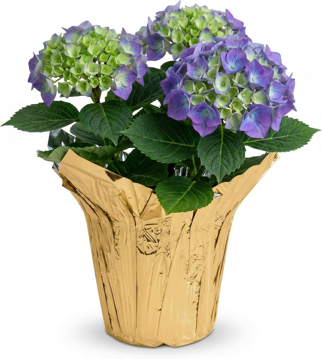 Live Flowering Hydrangea - Shades of Blue, 3+ Beautiful Blooms, 1 Quart Pot with Deco Cover, 10" Tall by 5" Wide