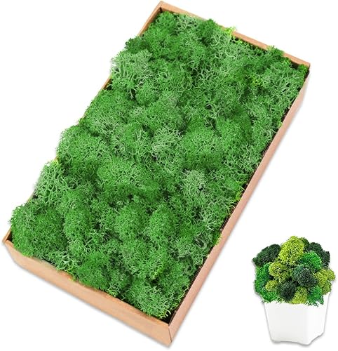 TCYPUHL Musgo preservado para manualidades musgo de reno verde para plantas en maceta decoración de musgo decorativo para arte de pared musgo seco 7